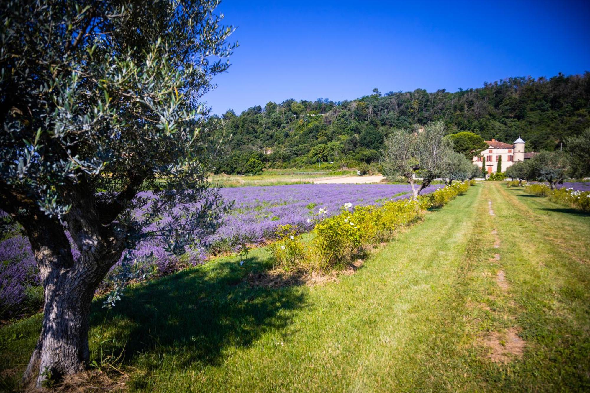 Domaine Des Balmes Villa Romans-sur-Isère Dış mekan fotoğraf